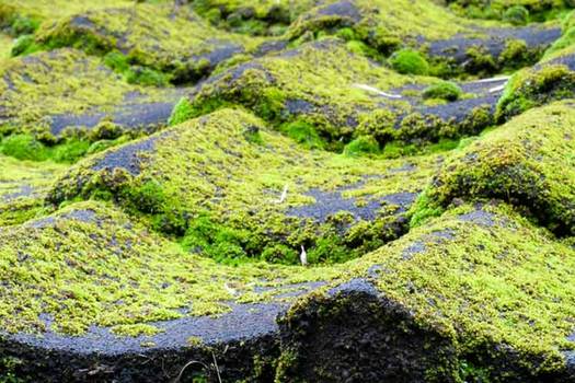 Asphalt shingle roofing algae resistance