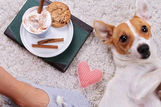 5 Rules for Pet-Friendly Flooring and Which Flooring to Choose
