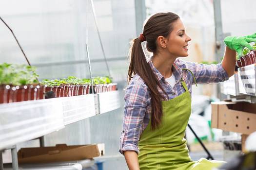 Solar greenhouse options: Prefabricated, kits or build from scratch?