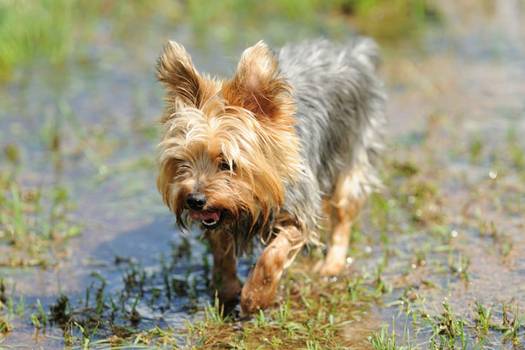 4 Tips on How to Repair & Prevent Flooded Lawns